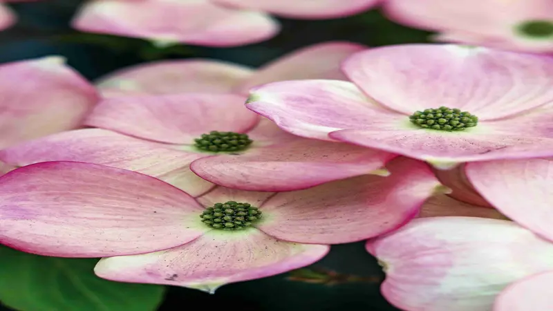 Close-up of pink Dogwood flower petals surrounding green seed-like centers.
