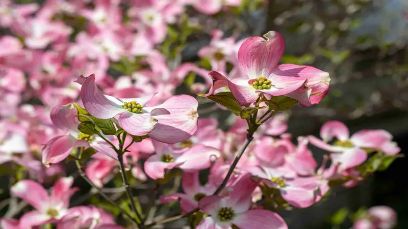 Two pink Dogwood flowers in focus with blurred blossoms in the background.