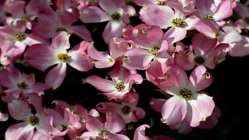 Cluster of pink Dogwood flowers with yellow centers against a dark backdrop.
