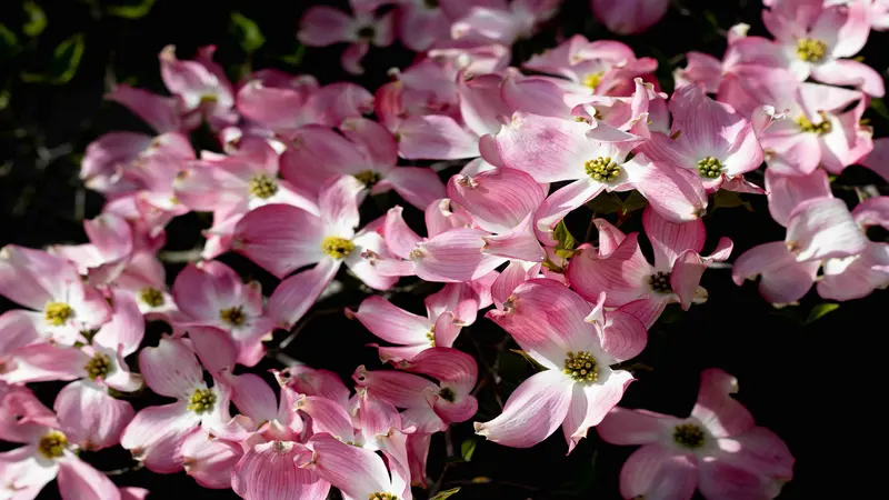 Pink and white Dogwood flowers with yellow centers against a near-black background.