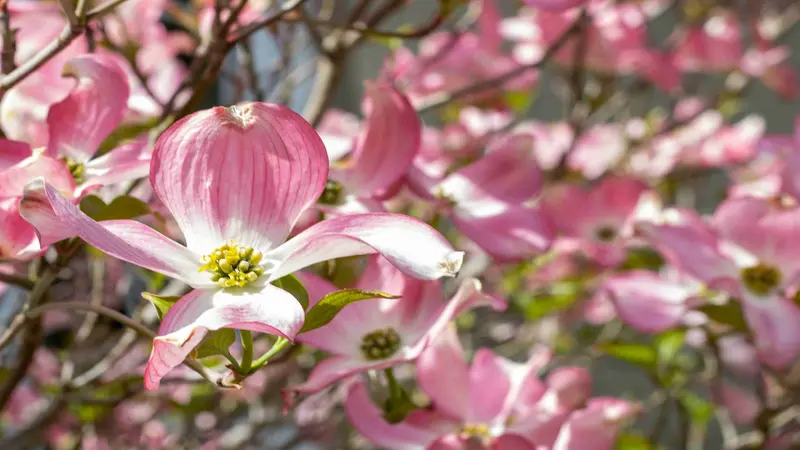 Single pink Dogwood flower in sharp focus with blurred blossoms and blue sky behind.