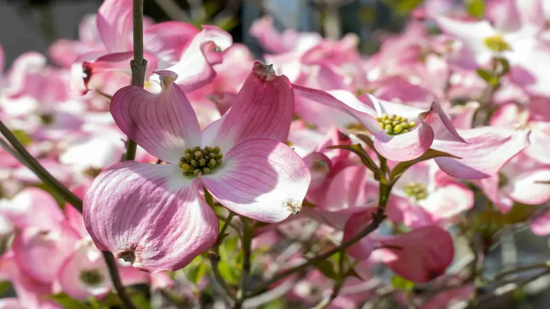 Pink and white Dogwood flowers blooming in bright sunlight with a blurred building background.