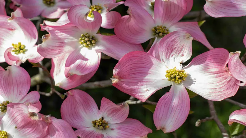 Multiple pink and white Dogwood flowers with yellow centers in natural sunlight.