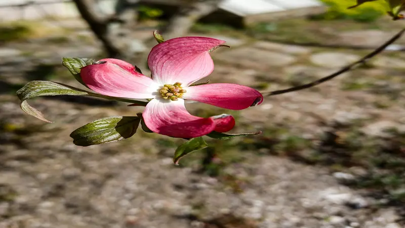 Pink Dogwood flower with a white center growing on a branch with small buds.