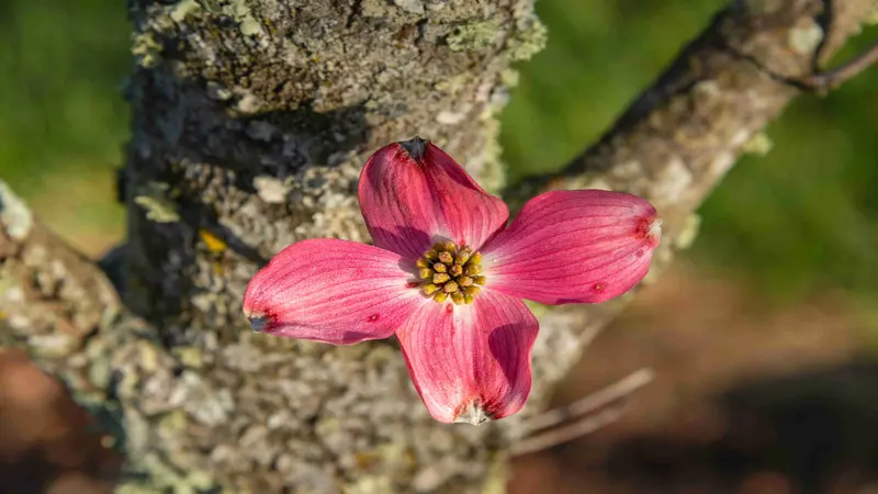 Single deep pink Dogwood flower with four petals against textured tree bark.