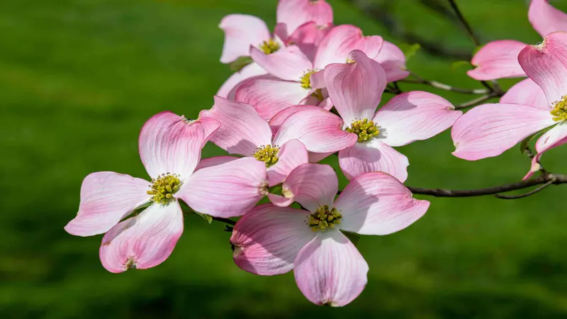 Cluster of pink and white Dogwood flowers with yellow centers against green foliage.