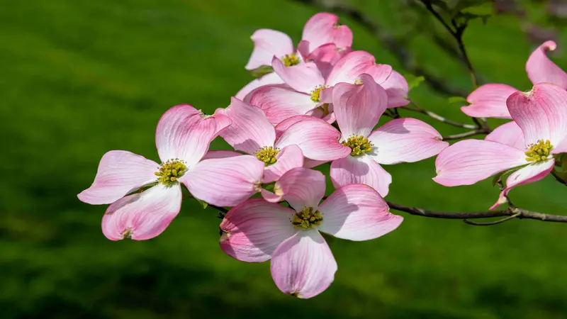 Cluster of pink Dogwood flowers with yellow centers against a soft green blurred background.