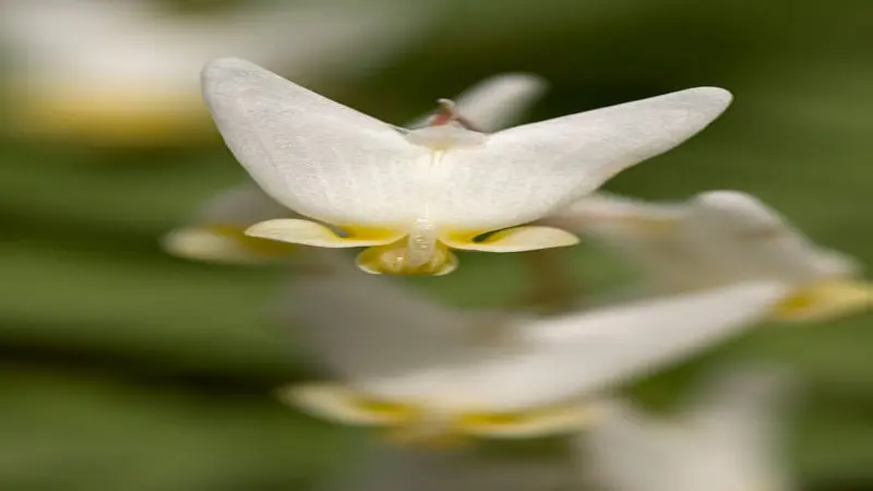 Extreme macro close-up of the yellow base of a white Dutchman's Breeches flower against a soft green background.