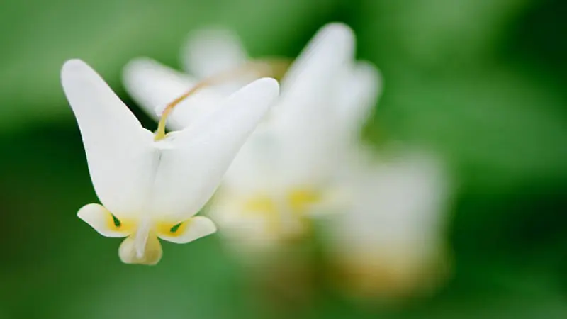 Dreamy close-up of a single white Dutchman's Breeches flower with a yellow base.