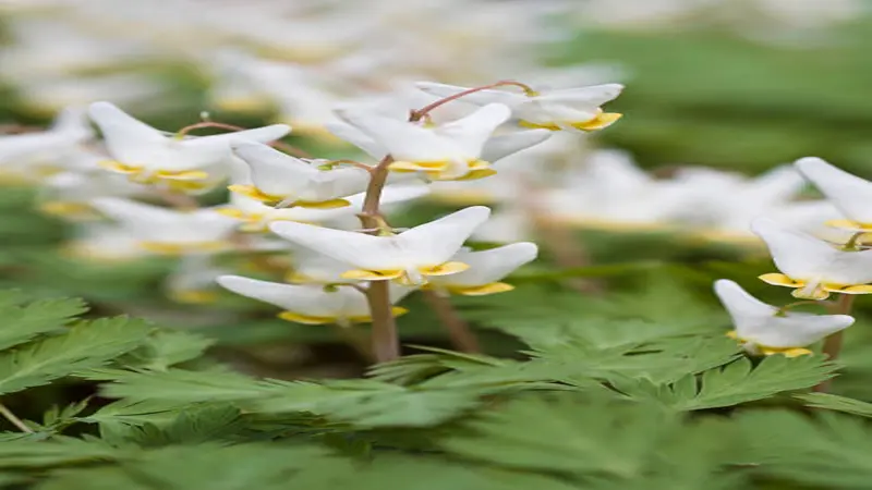 Stem of white Dutchman's Breeches flowers with yellow bases hanging over rain-dotted fern leaves.