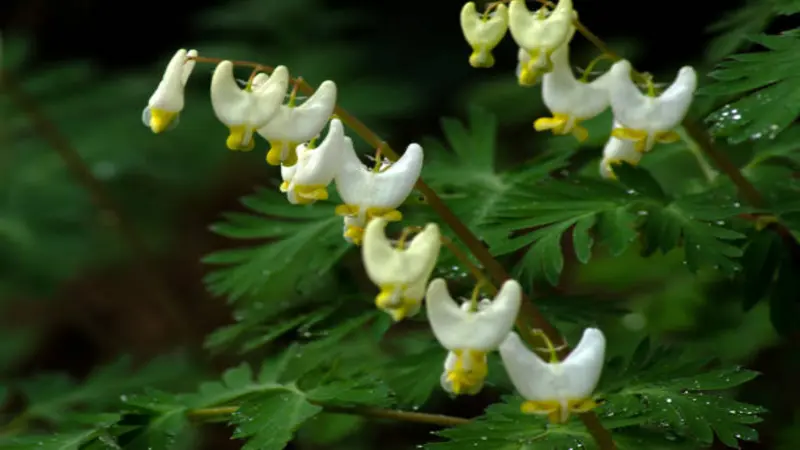 Dense cluster of white and yellow Dutchman's Breeches flowers blooming among green foliage.