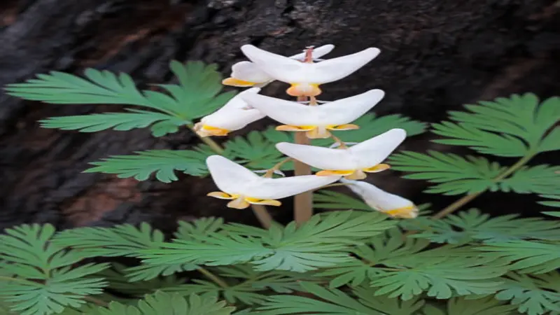 White and yellow Dutchman's Breeches flowers growing on a stem against dark tree bark.