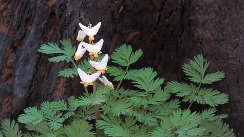 Small Dutchman's Breeches flower plant with white blooms growing beside a tree trunk.