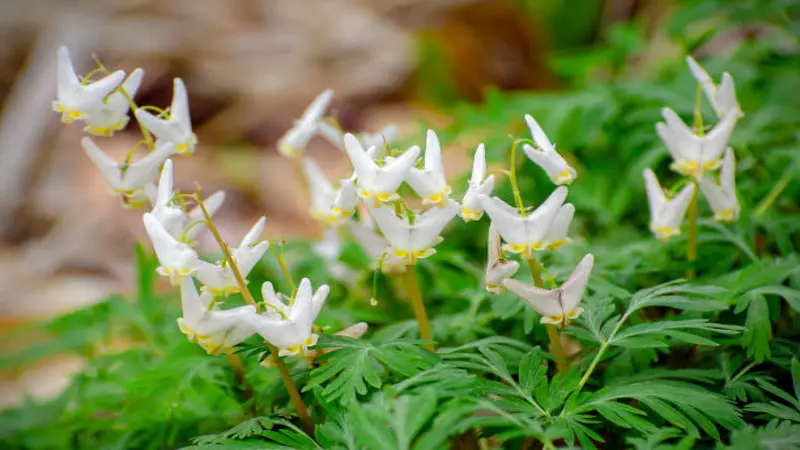 Multiple stems of white Dutchman's Breeches flowers blooming in a spring woodland.