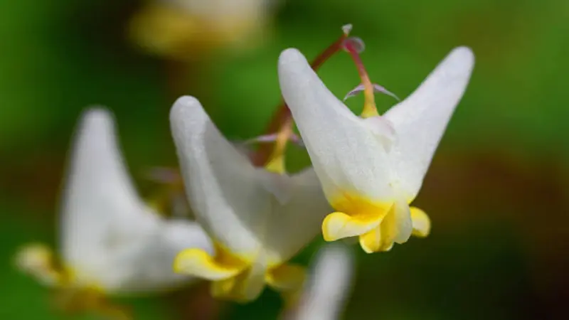Close-up of two white Dutchman's Breeches flowers with yellow bases hanging on a stem.