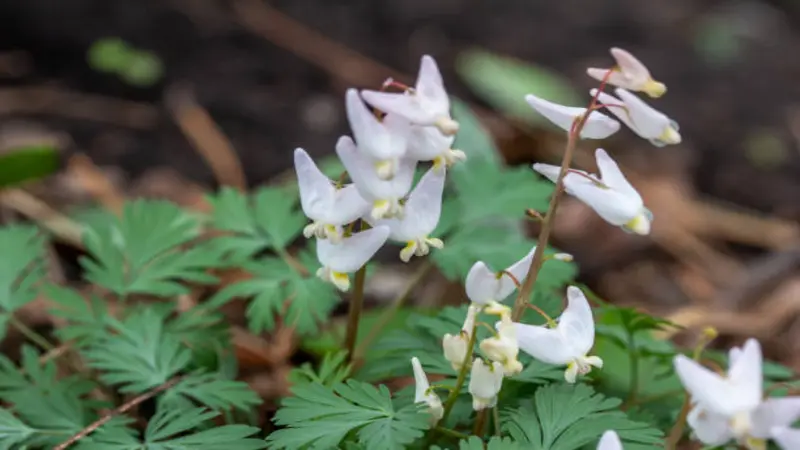 White Dutchman's Breeches flowers blooming among fern leaves and fallen autumn leaves.