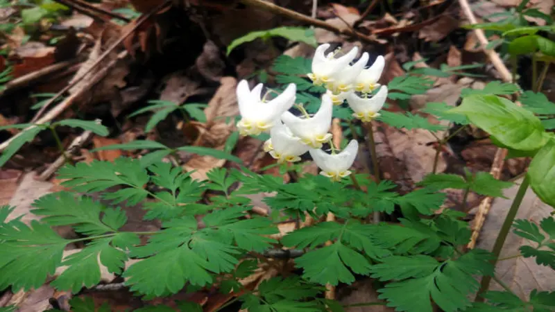 A cluster of white Dutchman's breeches flowers on a woodland floor with ferny leaves and fallen debris