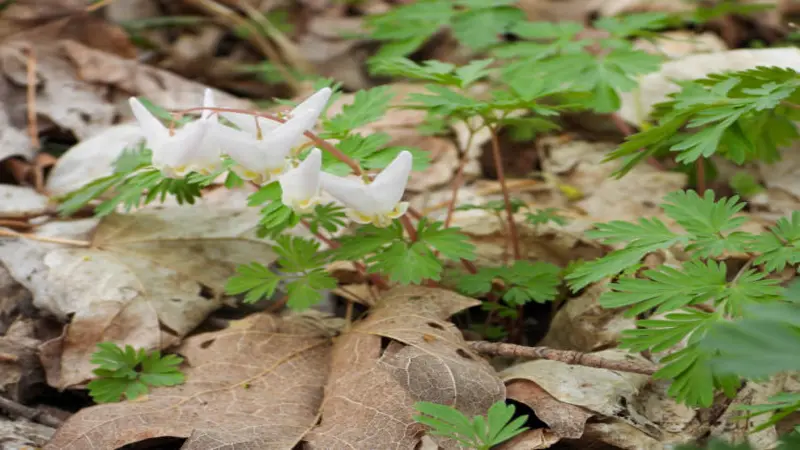 Multiple white Dutchman's breeches flowers blooming on stems with ferny leaves in an early spring woodland