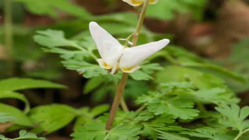 An extreme close-up macro of a single white and yellow Dutchman's breeches flower against a soft green background