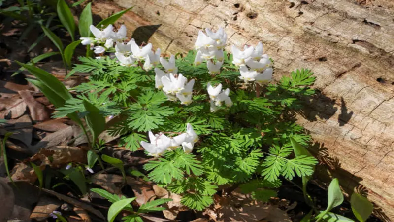 A large colony of white Dutchman's breeches flowers in full bloom covering the ground with ferny green foliage