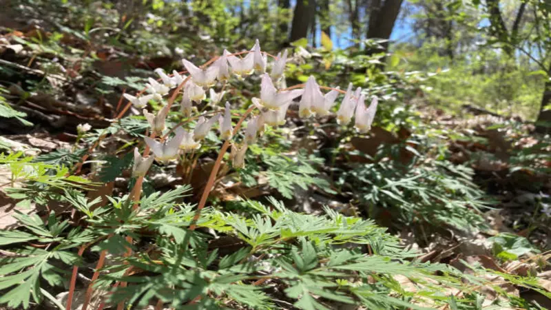 White Dutchman's breeches flowers blooming on a sunny hillside among ferny leaves and leaf litter