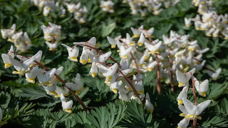 White Dutchman's breeches flowers blooming beside a fallen mossy log in a woodland setting