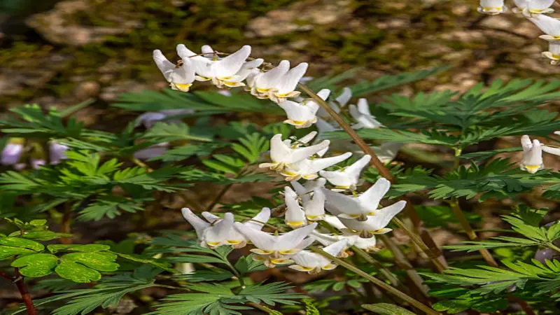A close-up of multiple white Dutchman's breeches flowers hanging on an arching stem with ferny green leaves
