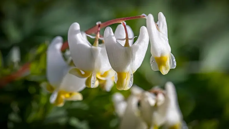 Three white and yellow Dutchman's breeches flowers hanging on a stem in sharp focus against blurred green foliage