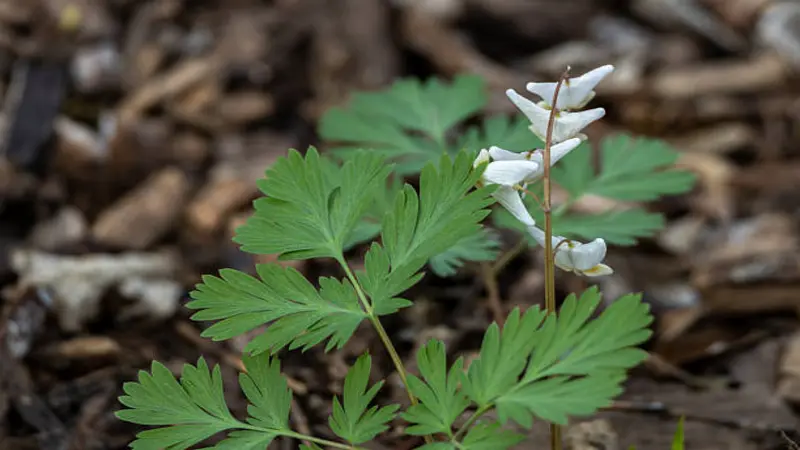 A young Dutchman's breeches plant with first white flowers emerging above ferny leaves on a mulched forest floor