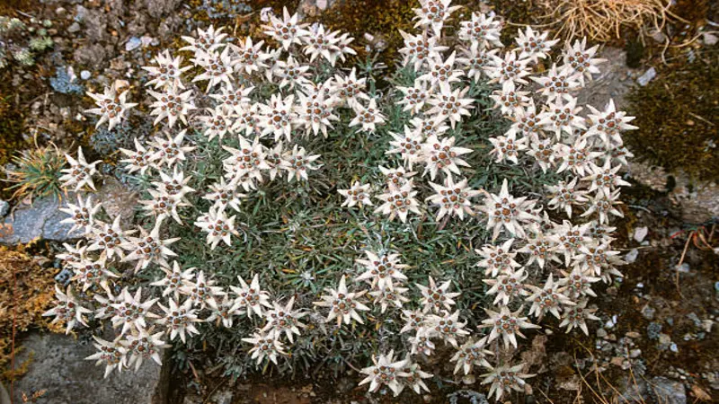 Large colony of white star-shaped Edelweiss flowers with woolly leaves growing on a rocky surface.