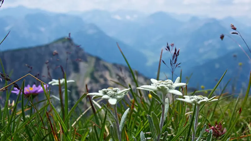 Single Edelweiss flower blooming in an alpine meadow with mountains in the background.