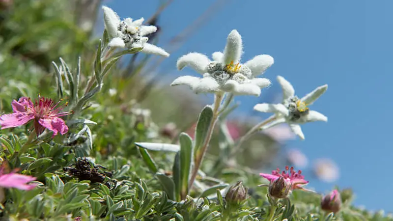 White Edelweiss flowers growing alongside pink alpine flowers under a bright blue sky.