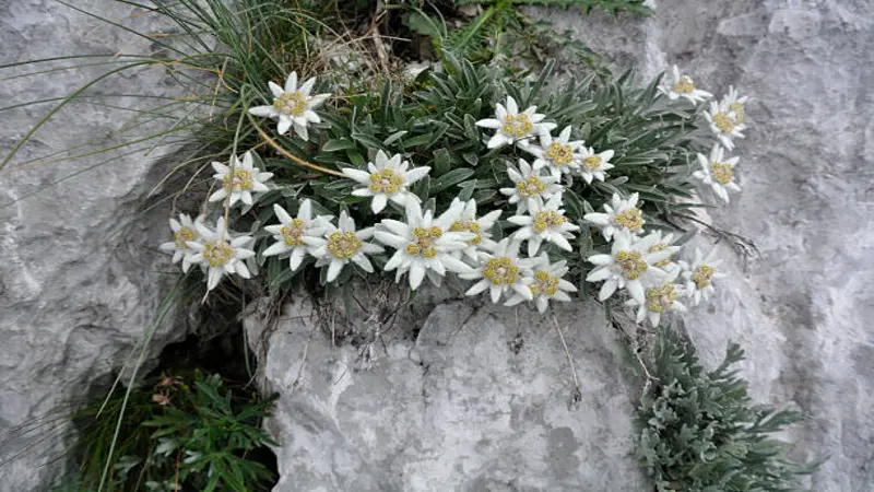 Dense cluster of white Edelweiss flowers with yellow centers growing from an alpine rock crevice.