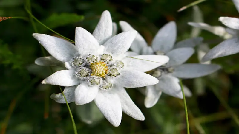 Close-up of a single Edelweiss flower showing fuzzy white star-shaped bracts and yellow-green center.