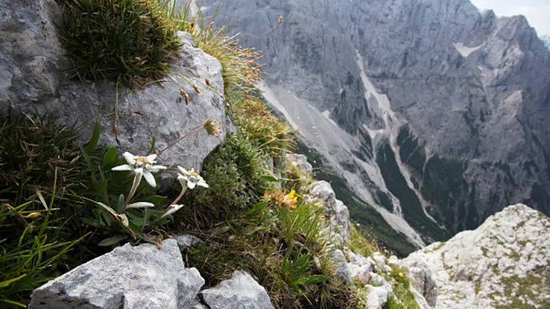 Edelweiss flowers growing on a rocky ledge overlooking a dramatic alpine valley.