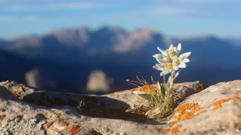 Edelweiss flower growing on a mountain ledge with peaks visible in the background.