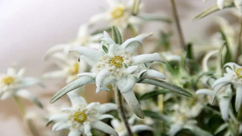 Close-up of clustered Edelweiss flowers with woolly white petals and yellow centers.