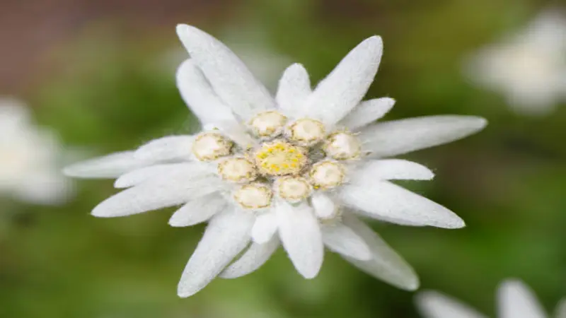 Close-up of a white Edelweiss flower with a yellow center and fuzzy petals.