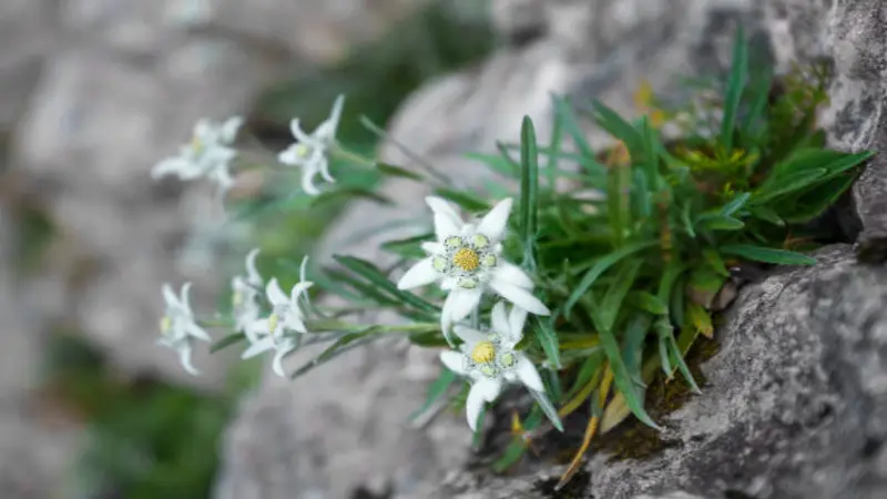 White Edelweiss flowers with star-shaped bracts growing from a rocky mountain crevice.