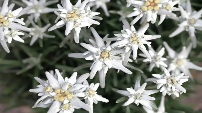 Overhead close-up of multiple Edelweiss flowers with woolly bracts and yellow centers.
