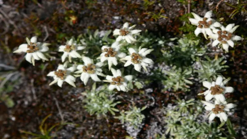 Top-down view of an Edelweiss flower colony growing on rocky alpine ground.