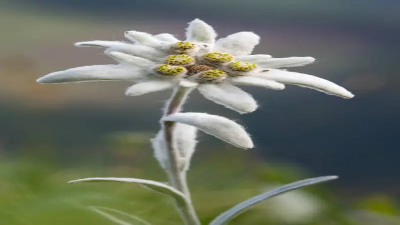 Single Edelweiss flower on a slender woolly stem with fuzzy white bracts.
