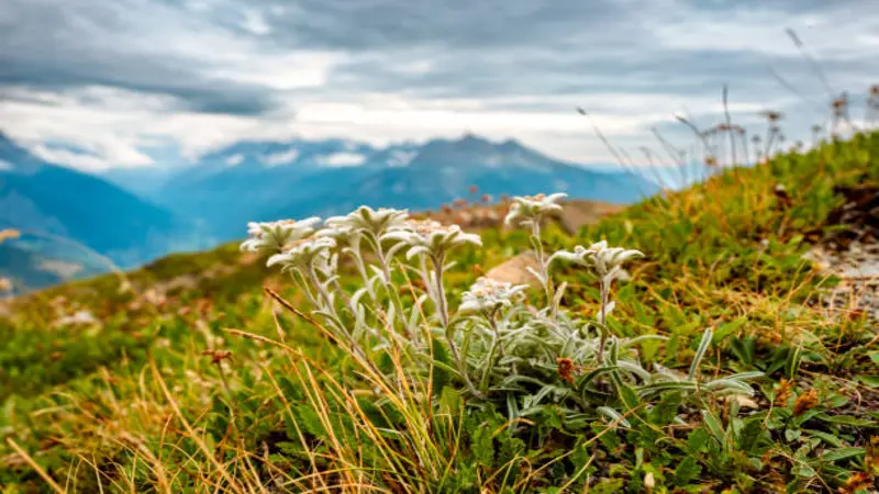 Edelweiss flowers blooming on an alpine hillside with a dramatic mountain backdrop.
