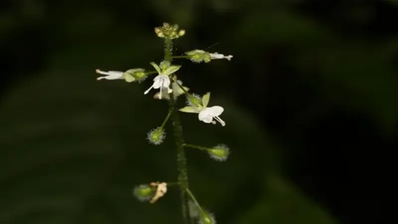 Enchanter's Nightshade flower plant with heart-shaped leaves and tiny white blooms beside tree roots.