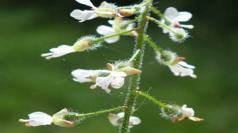 Patch of Enchanter's Nightshade flowers covered with small white blooms against a dark background.