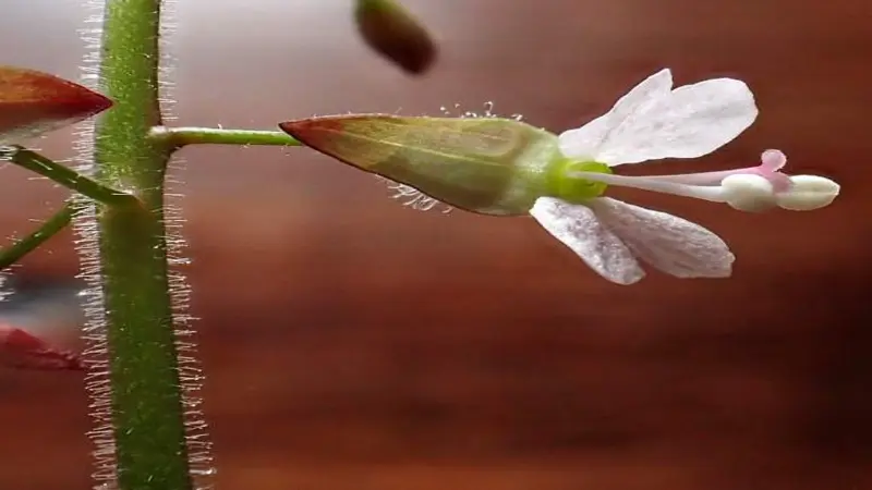 Single stem of Enchanter's Nightshade flower rising above woodland leaf litter.