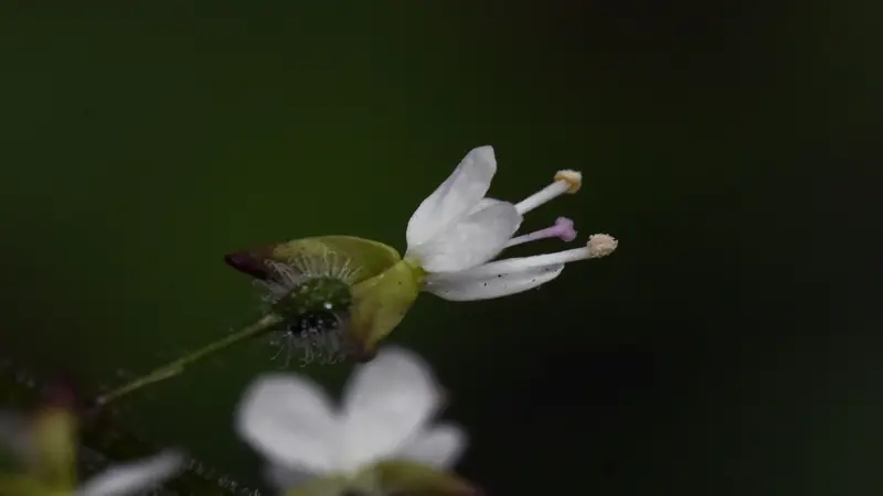 Close-up of small white Enchanter's Nightshade flowers with notched petals against green bokeh.