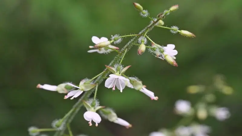 Hand holding a thin stem of Enchanter's Nightshade flowers with reddish buds.