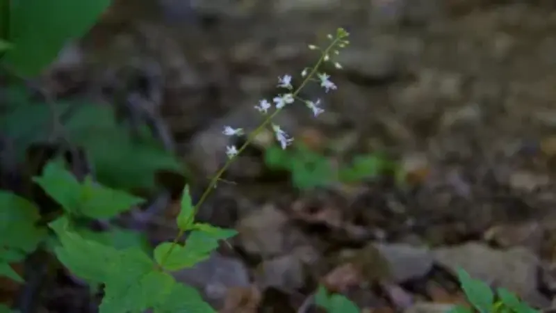 Enchanter's Nightshade flower stem with bristly buds photographed against a blue sky.