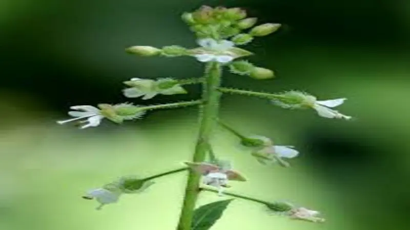 Cluster of small white Enchanter's Nightshade flowers and buds on a hairy green stem.